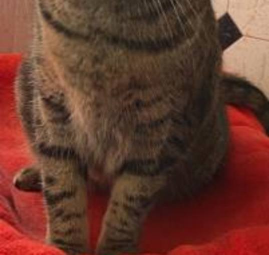 Photo of Cleo