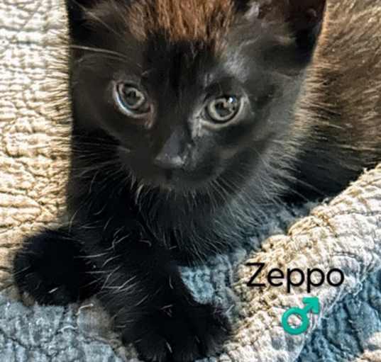 Photo of zeppo