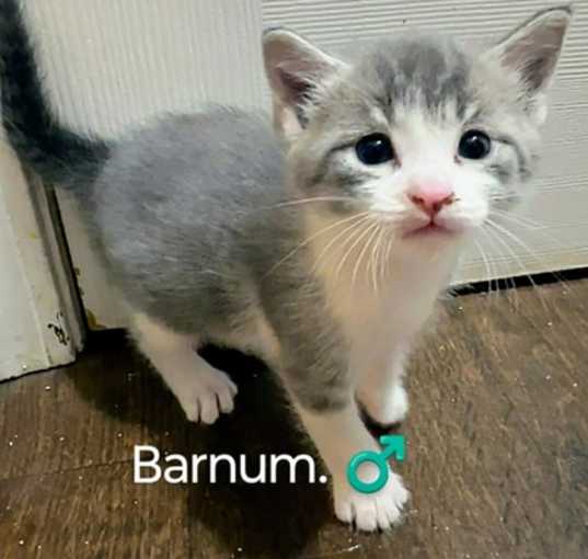 Photo of Barnum