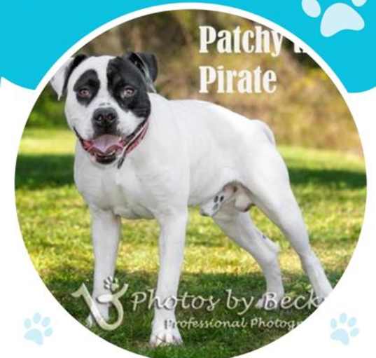 Photo of Patchy the Pirate