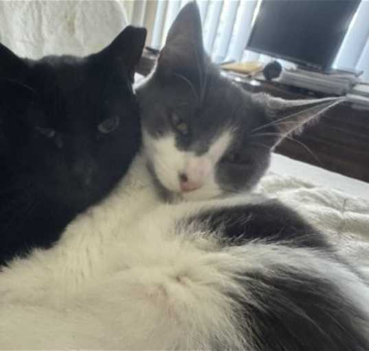 Photo of Zoe and Alex - bonded pair (Courtesy Post)