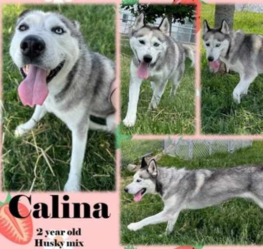 Photo of Calina