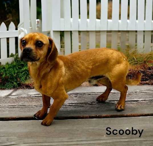 Photo of Scooby