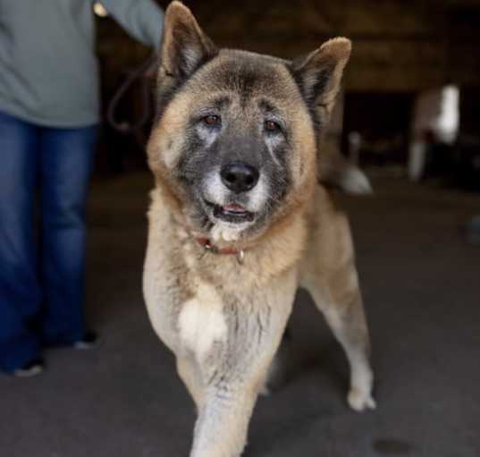Photo of Boris
