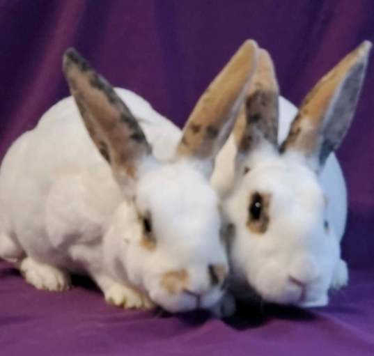 Photo of Blossom & Chamomile