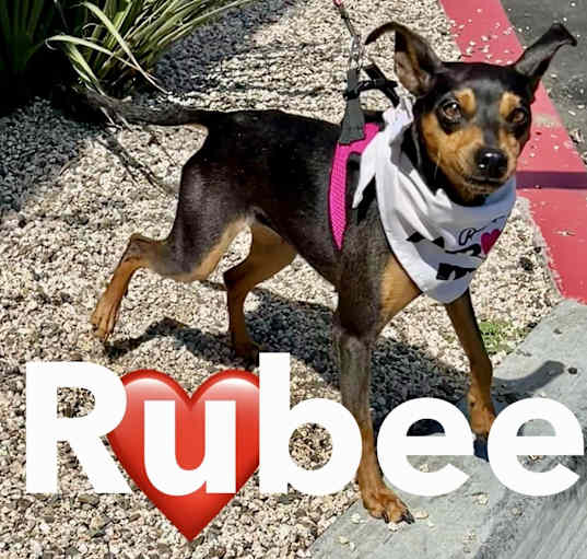 Photo of Rubee