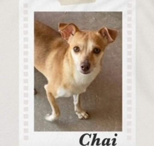 Photo of Chai