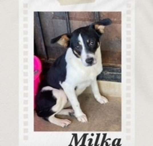 Photo of Milka