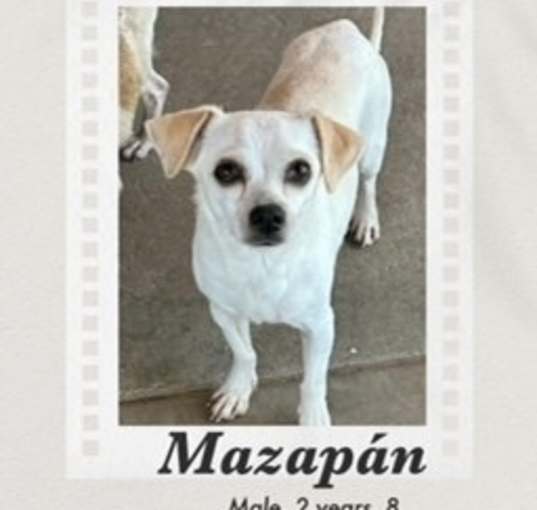 Photo of Mazapan