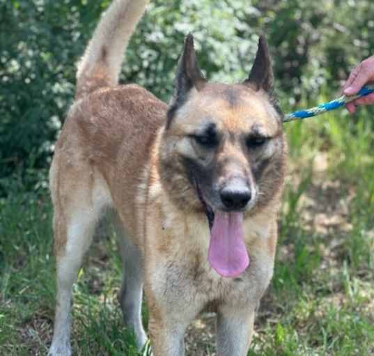 Photo of Lobo