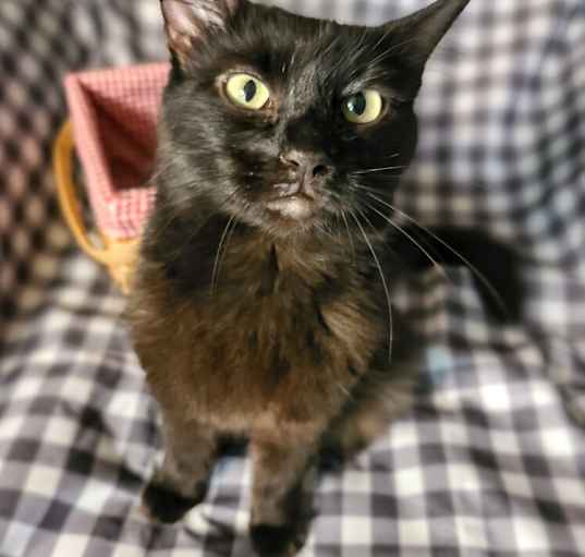 Photo of Bella