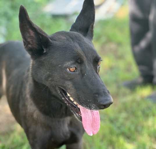 Photo of Bear