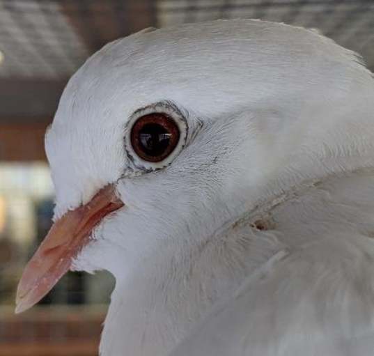 Photo of Larry Bird