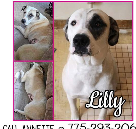 Photo of Lilly-COURTESY LISTING