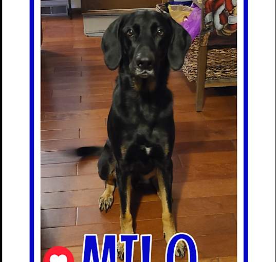 Photo of Milo-COURTESY LISTING