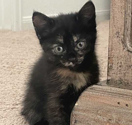 Photo of Black Kitten