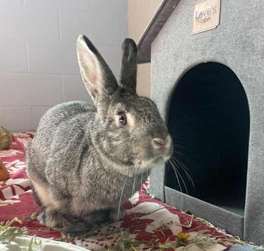 Photo of Bunny Boop (bonded To Plum)