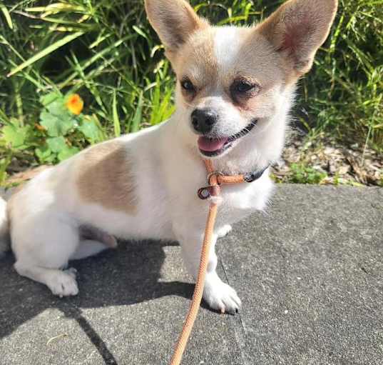 Photo of Little Banana