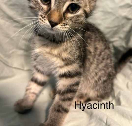 Photo of Hyacinth