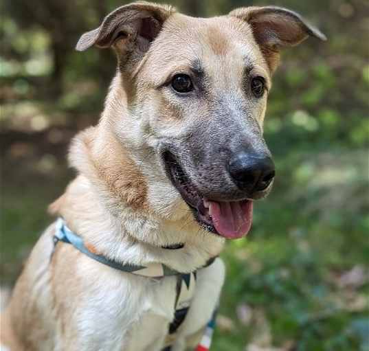 Photo of Fritz - So Handsome and Cool!