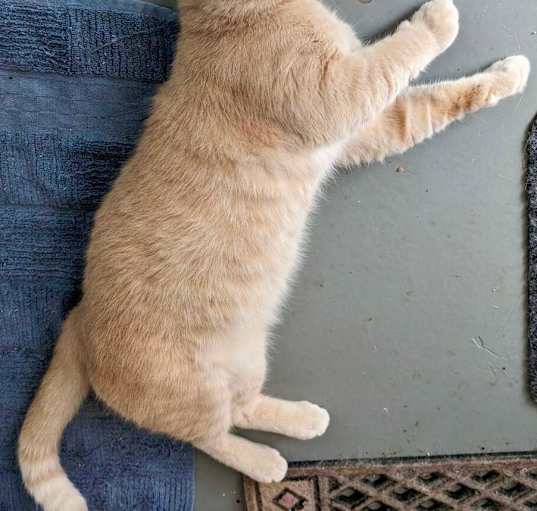Photo of Arlo