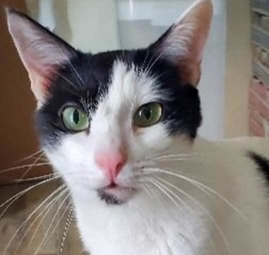 Photo of Romeo