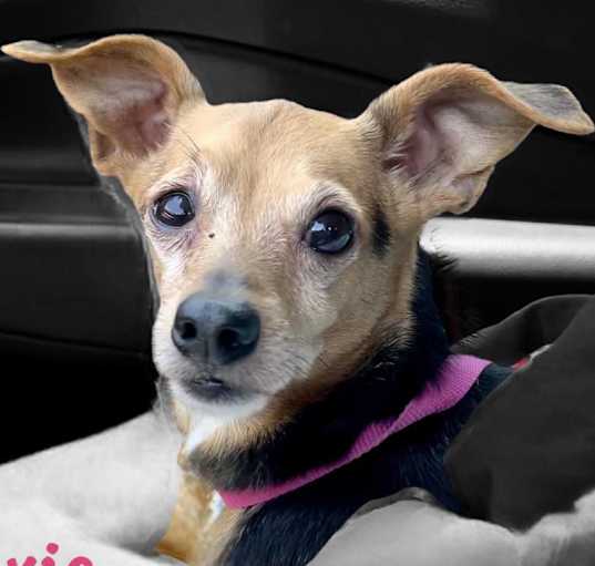 Photo of TRIXIE BELLE