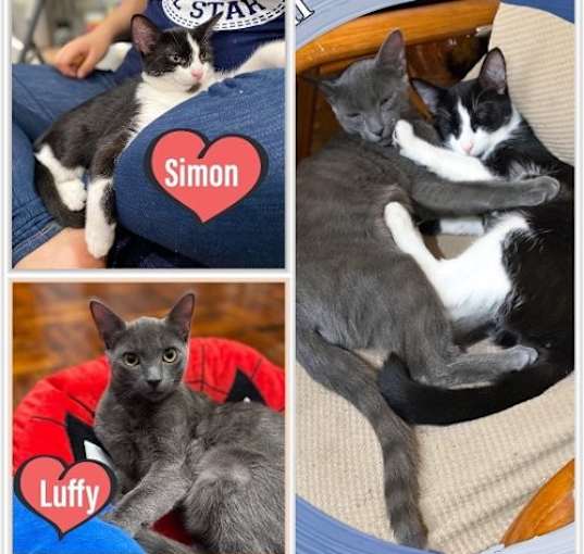 Photo of Luffy and Simon- bonded snuggly brothers