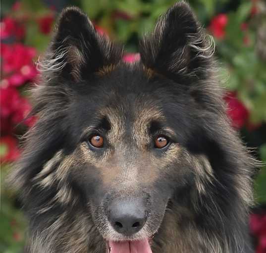 Photo of Buster von Brussow