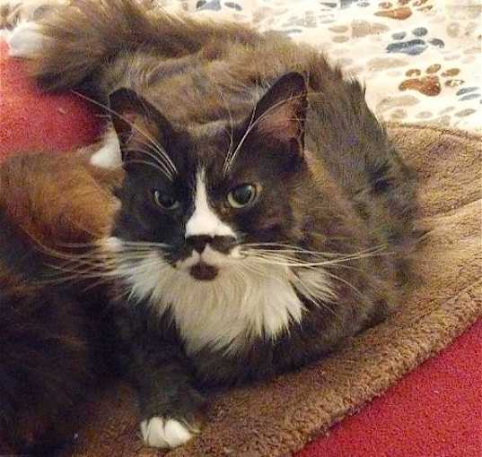 Photo of Chinchilla (& Shadow) [CP]