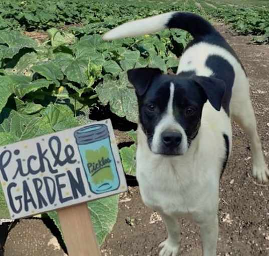 Photo of Pickles