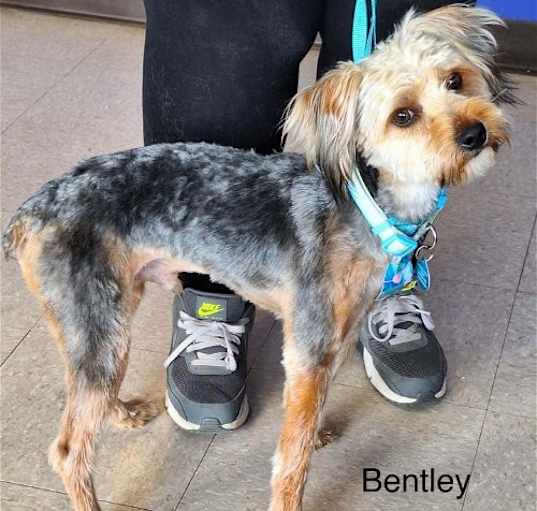 Photo of Bentley