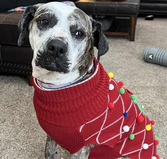 Photo of Moxie