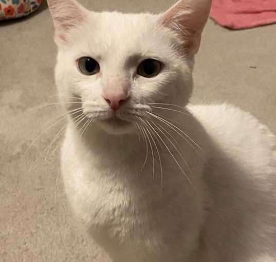 Photo of Luna Moon