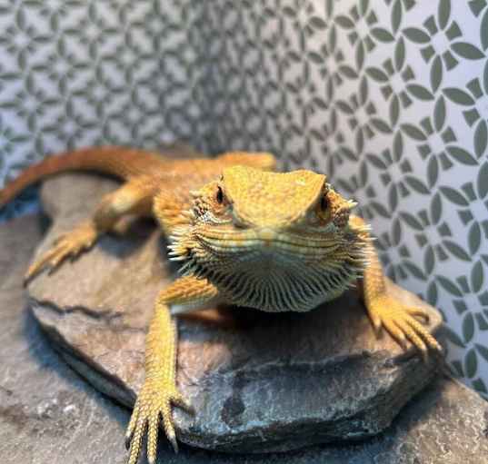 Photo of Sunny