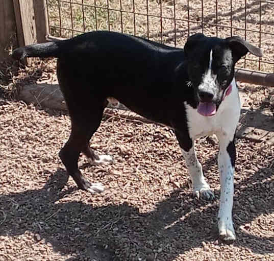 Photo of Banjo