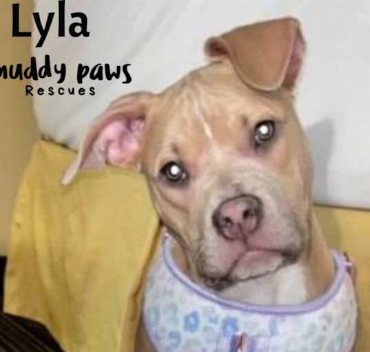 Photo of Lyla (Courtesy Post)