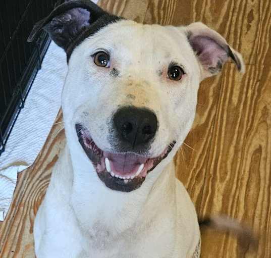 Photo of Spot