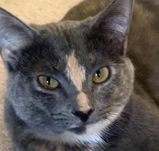 Photo of ZOEY - Lovely Gray/pink - Calico kitty!