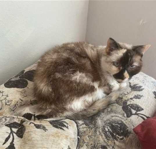 Photo of Willow - Older Siamese Mix/Torti -SHORT Term Fost