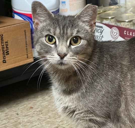 Photo of Tiger Lily