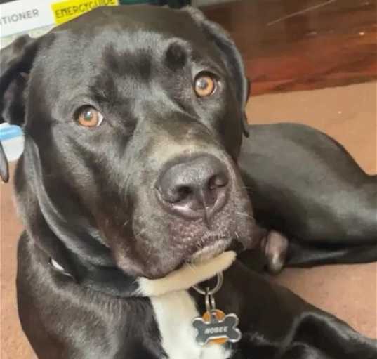 Photo of NOBEE (COURTESY POST)
