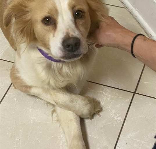 Photo of Bree - Dog/Kid Friendly - FOSTER NEEDED 5 WEEKS