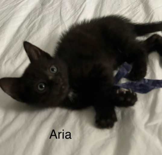 Photo of aria