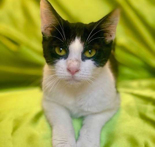 Photo of DOTTIE