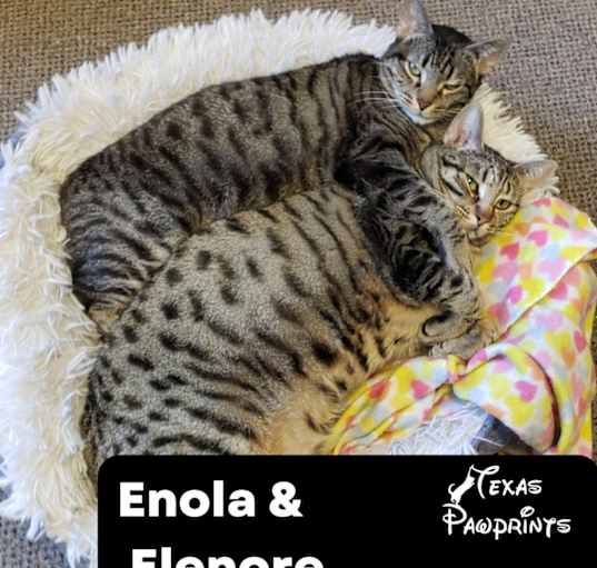 Photo of Enola & Elenore