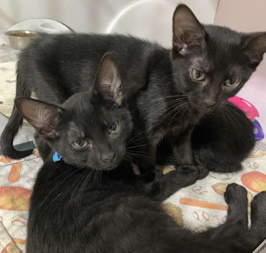 Photo of Black Kittens