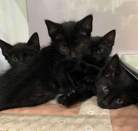 Photo of More black kittens!