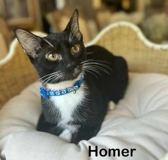 Photo of Homer