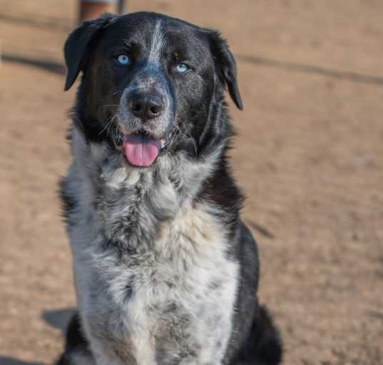 Photo of Clifford